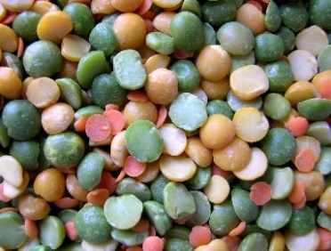 lentil_1394