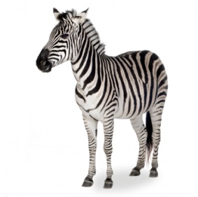 zebra_3388