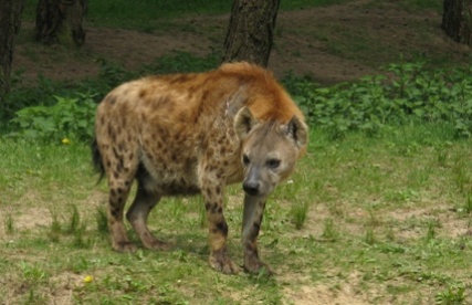 hyena_2887