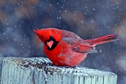 cardinal_3521