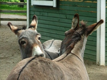 donkeys_2052