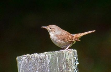 house_wren_3539