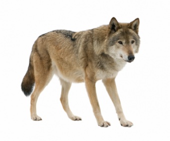 wolf_3204