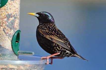 starling_3537