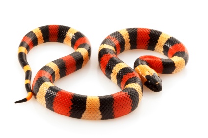 snake_3268