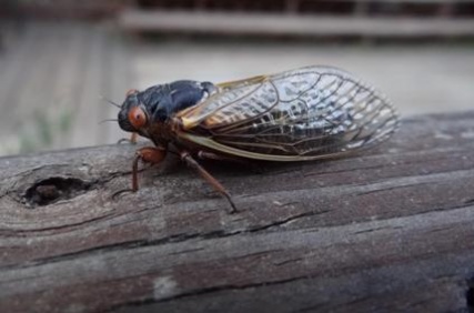 cicada_3223