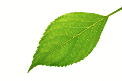 leaf_546