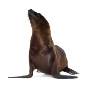 seal_3392