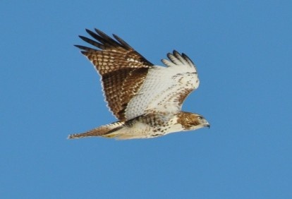 hawk_2471