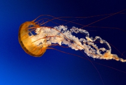 jellyfish_2888