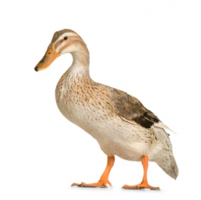 duck_2810