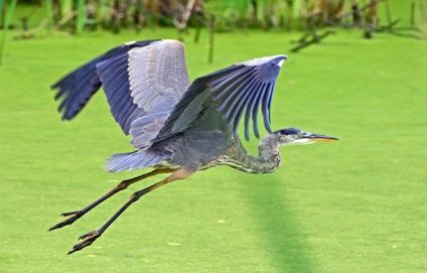 heron_3517
