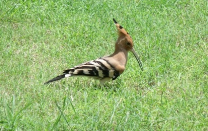hoopoe_3525