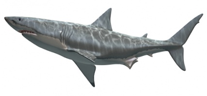 shark_3027