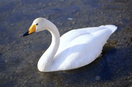 swan_3527