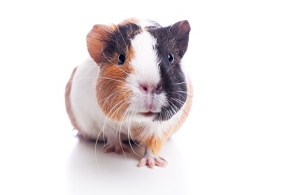 guinea_pig_3266