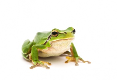 frog_2812
