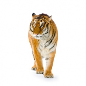tiger_3205