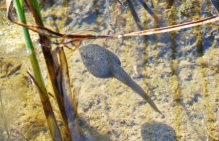 tadpole_2827