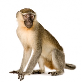 monkey_3385