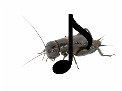 Insects sounds